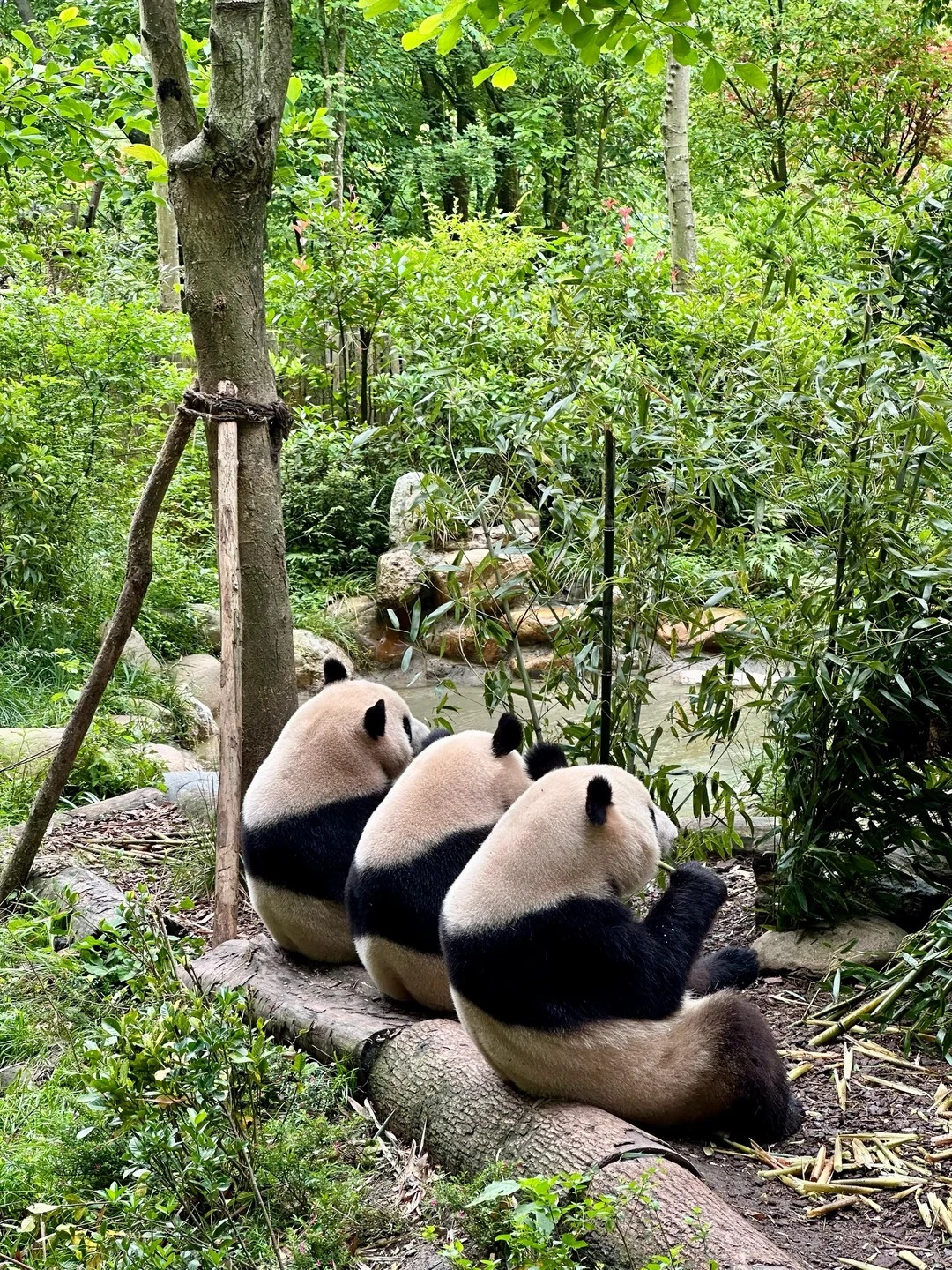 Chengdu & Sichuan gallery 2